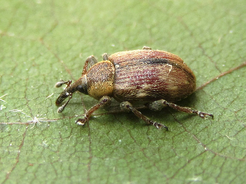 Curculionidae: Gymnetron villosulum
